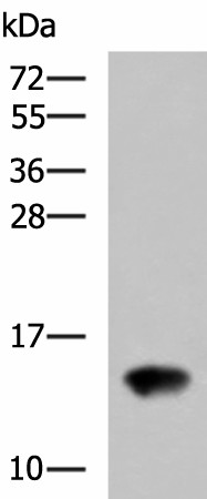 Western blot analysis of Rat kidney tissue lysate  using FAM19A4 Polyclonal Antibody at dilution of 1:650