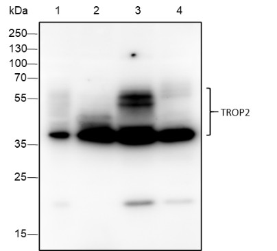 Recombinant TROP2 Monoclonal Antibody-searchlist-1