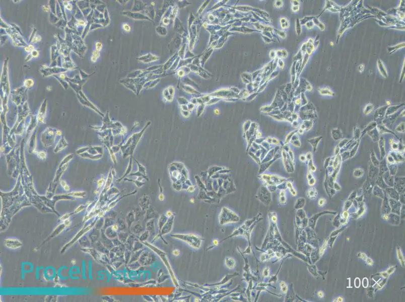 NCI-H446 [H446] Cell Complete MediumNCI-H446 [H446] Cell Complete Medium - 2