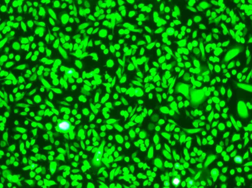 AGS-GFP Cell Complete Medium-searchlist-1