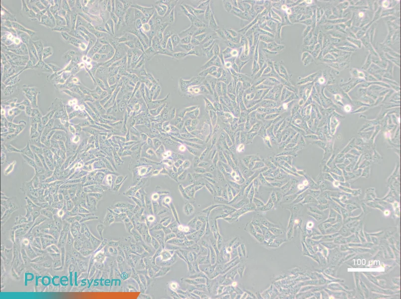 MNNG/HOS Cl #5 [R-1059-D] Cell Complete MediumMNNG/HOS Cl #5 [R-1059-D] Cell Complete Medium - 1