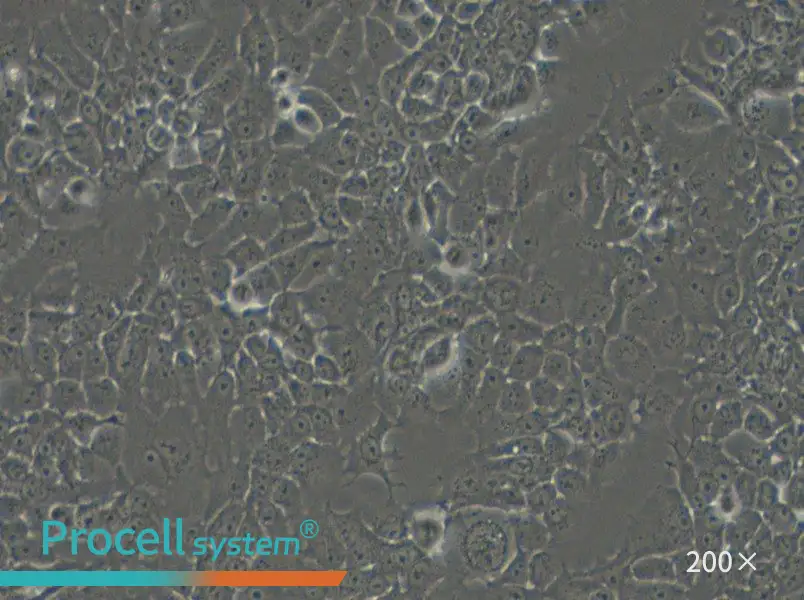 FaDu Cell Complete Medium - small - 6