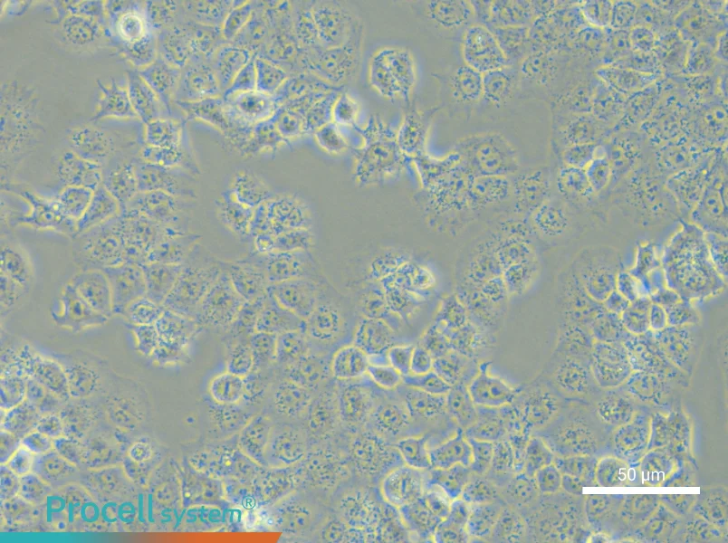JAR Cell Complete Medium - 6