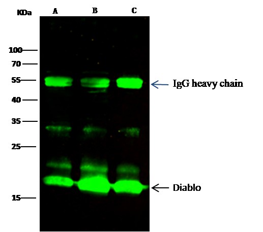 Recombinant SMAC/Diablo Monoclonal Antibody - small - 1