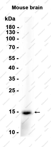 Recombinant FABP7 Monoclonal Antibody - 1