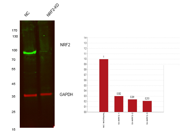 Recombinant Nrf2 Monoclonal Antibody - 3