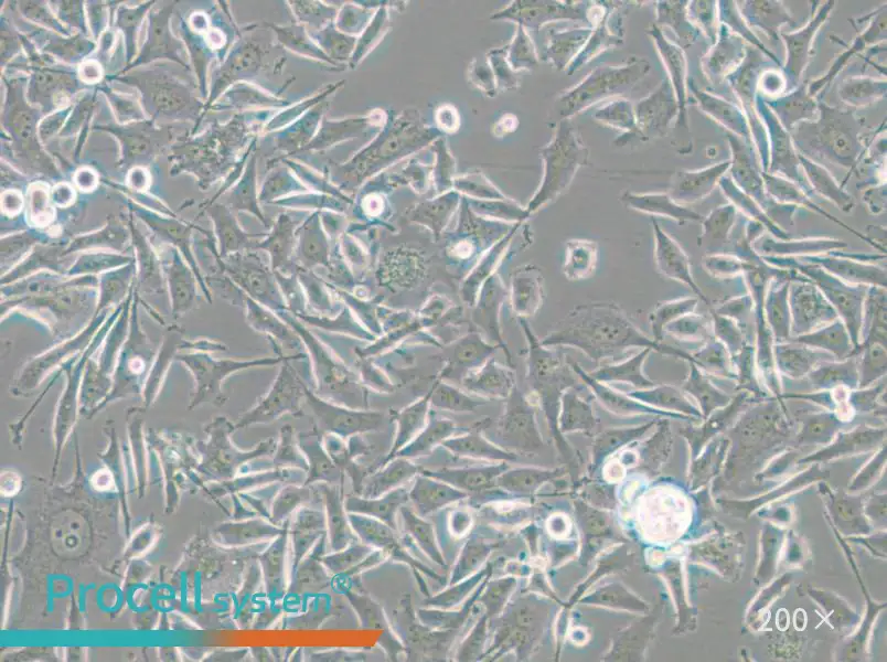 PC-3-RFP Cell Complete Medium - small - 8