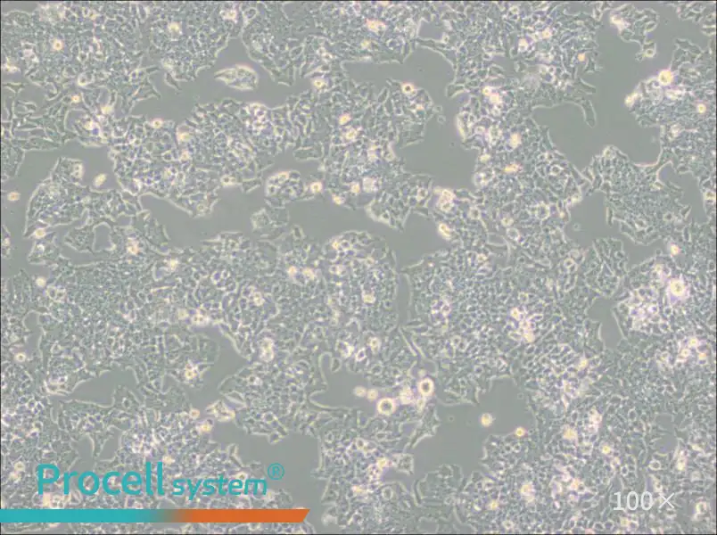 NCI-H520 Cell Complete Medium - 3