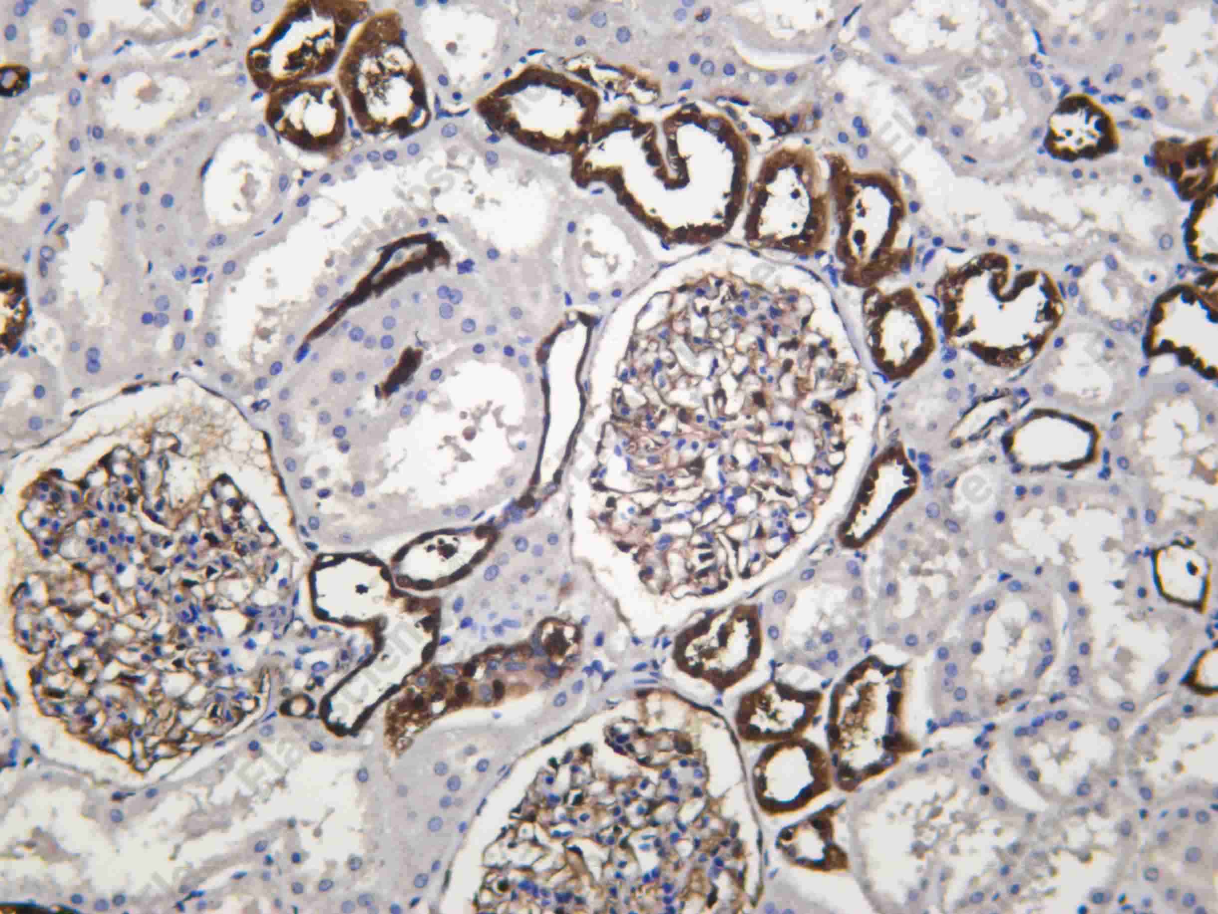 Recombinant HSP72 Monoclonal Antibody - 1