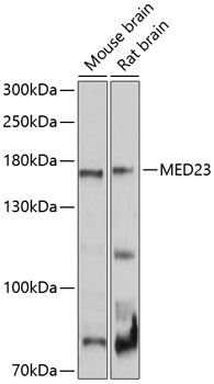 Western blot analysis of extracts of various cell lines using MED23 Polyclonal Antibody at 1:1000 dilution.