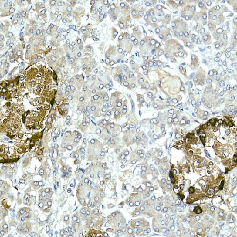 Immunohistochemistry of paraffin-embedded Human islet using Pro-glucagon Polyclonal Antibody at dilution of 1:50 (40x lens).Perform high pressure antigen retrieval with 10 mM citrate buffer pH 6.0 before commencing with IHC staining protocol.