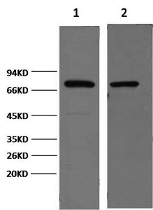 Western Blot analysis of 1) Hela, 2) Mouse brain using HSP70 Monoclonal Antibody at dilution of 1:2000.