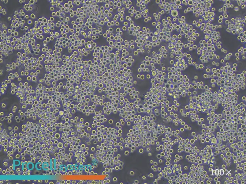 Sf9 Cell Complete Medium - 3