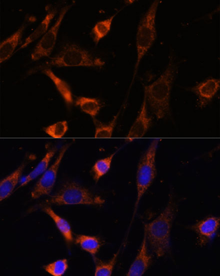 Immunofluorescence analysis of NIH-3T3 cells using CKMT1B Polyclonal Antibody at dilution of 1:100 (40x lens). Blue: DAPI for nuclear staining.