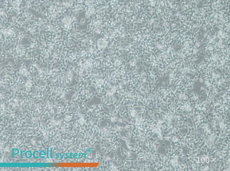 IMR-32 Cell Complete Medium - 3