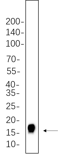 Recombinant Histone H3 (Tri Methyl Lys27) Monoclonal Antibody-searchlist-1
