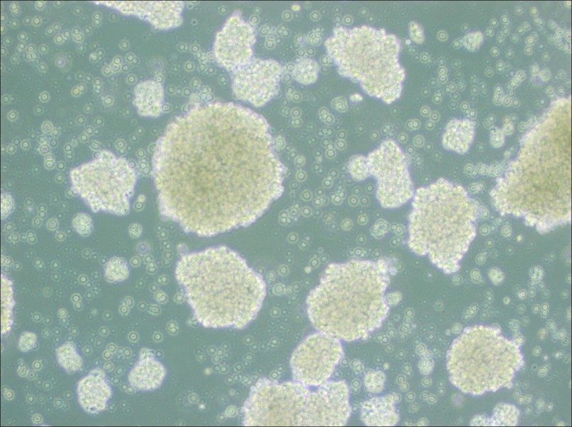 Farage Cell Complete Medium - small - 3