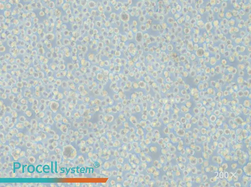 LP-1 Cell Complete Medium - 4