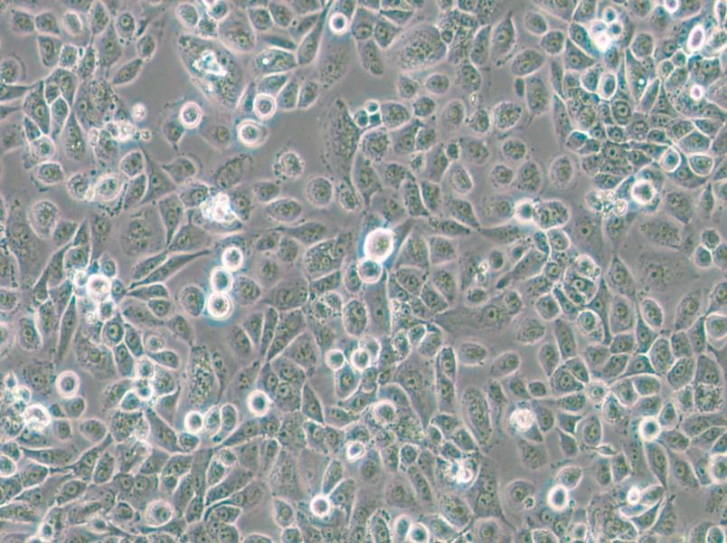 VK2/E6E7 Cell Complete Medium - small - 4