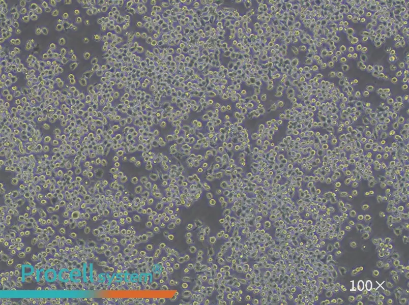 J774A.1 Cell Complete Medium - 3