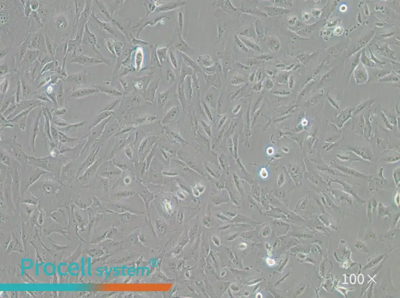 JHH-6 Cell Complete Medium - 1