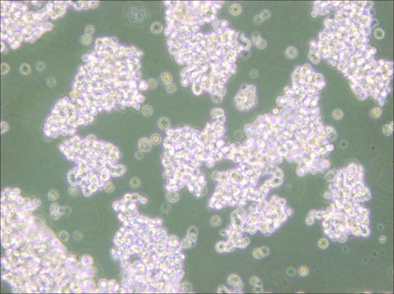 NCI-H69 Cell Complete Medium - small - 6