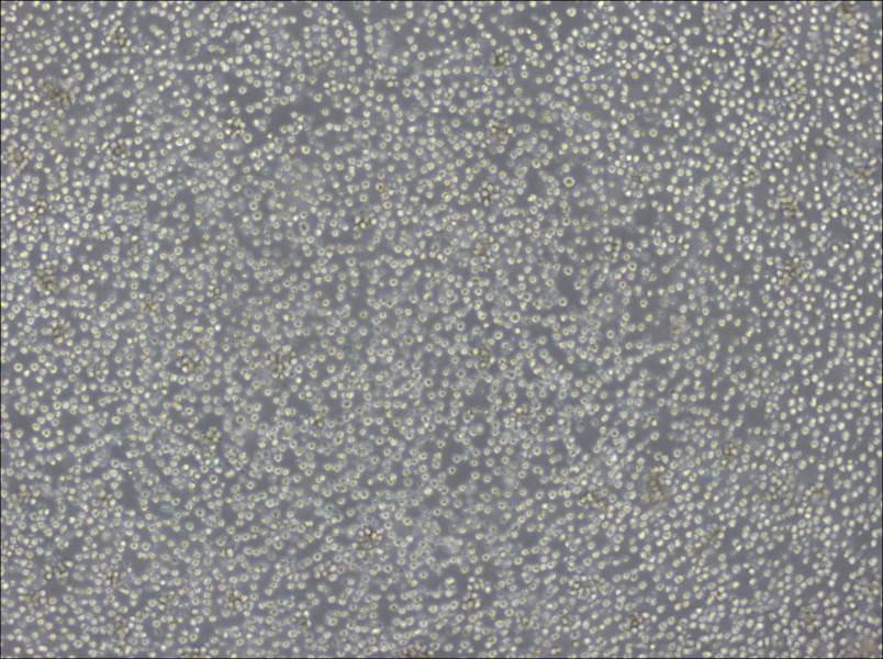 Ba/F3 Cell Complete MediumBa/F3 Cell Complete Medium - 3