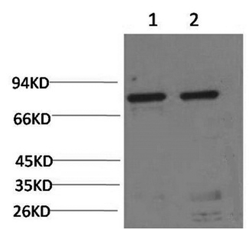 Western Blot analysis of 1) Hela, 2) Rat liver using HSPA5 Monoclonal Antibody at dilution of 1:2000.