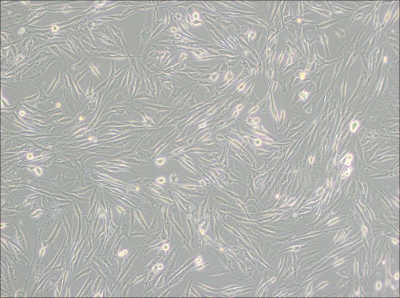 8305C Cell Complete Medium8305C Cell Complete Medium - 2