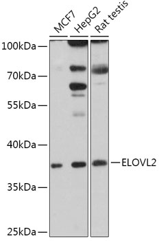 Western blot analysis of extracts of various cell lines using ELOVL2 Polyclonal Antibody at 1:1000 dilution.