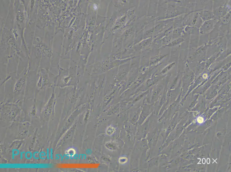 SSP-25 Cell Complete Medium - 5