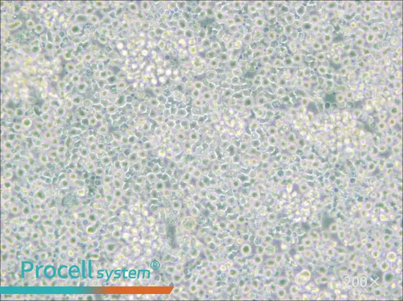 H9 [derivative of HuT 78] Cell Complete Medium - small - 6
