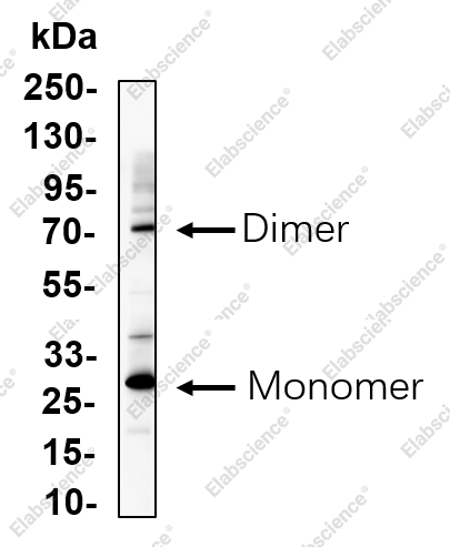 Recombinant MHC Class II beta Monoclonal Antibody - 1