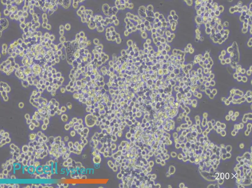 COLO 320DM Cell Complete Medium - 4