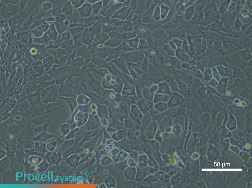 Rat OsteoblastsRat Osteoblasts - 4