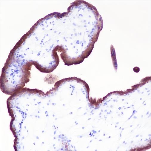 Recombinant VISTA Monoclonal Antibody-searchlist-1