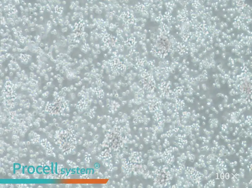 TK6 Cell Complete MediumTK6 Cell Complete Medium - 3