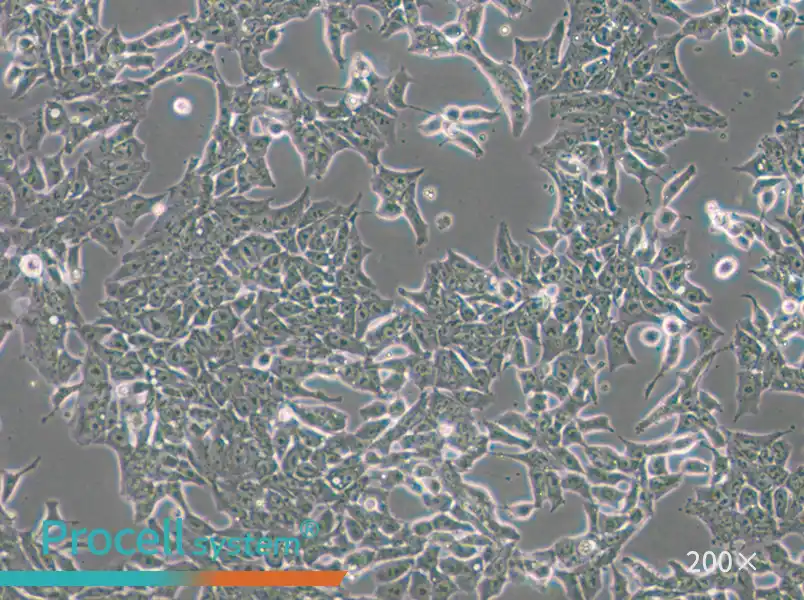 P19 Cell Complete Medium - small - 5