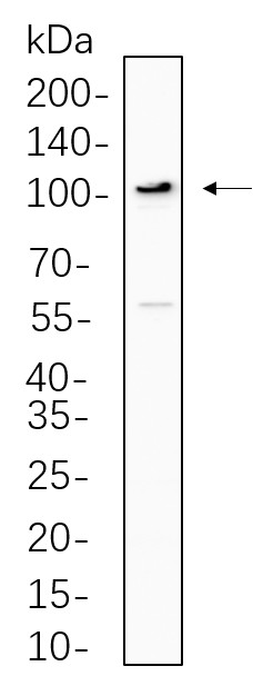 Recombinant ERK5 Monoclonal Antibody-searchlist-1