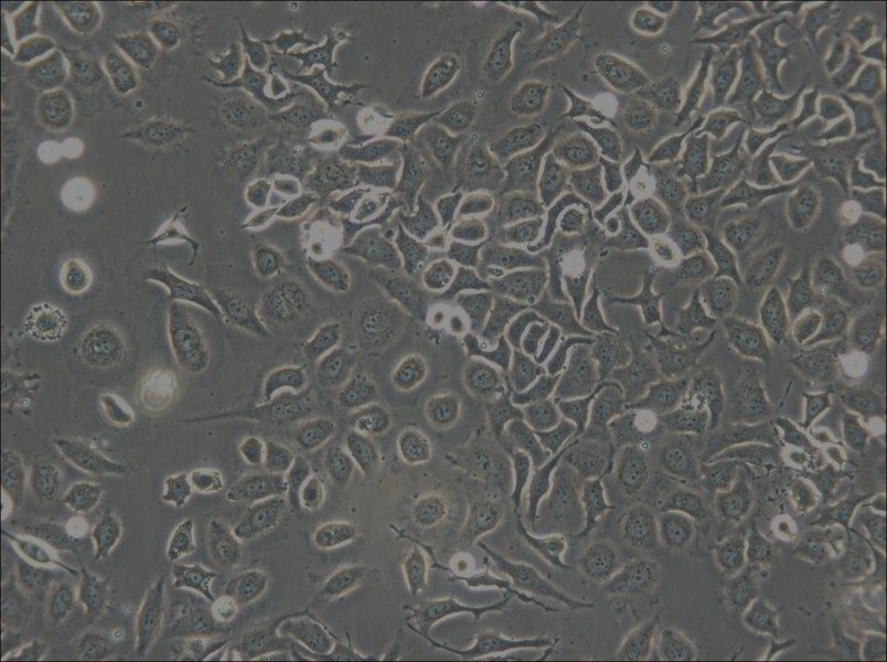 NP69SV40T Cell Complete Medium - 5