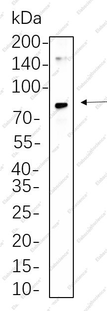 Recombinant CD34 Monoclonal Antibody - 1