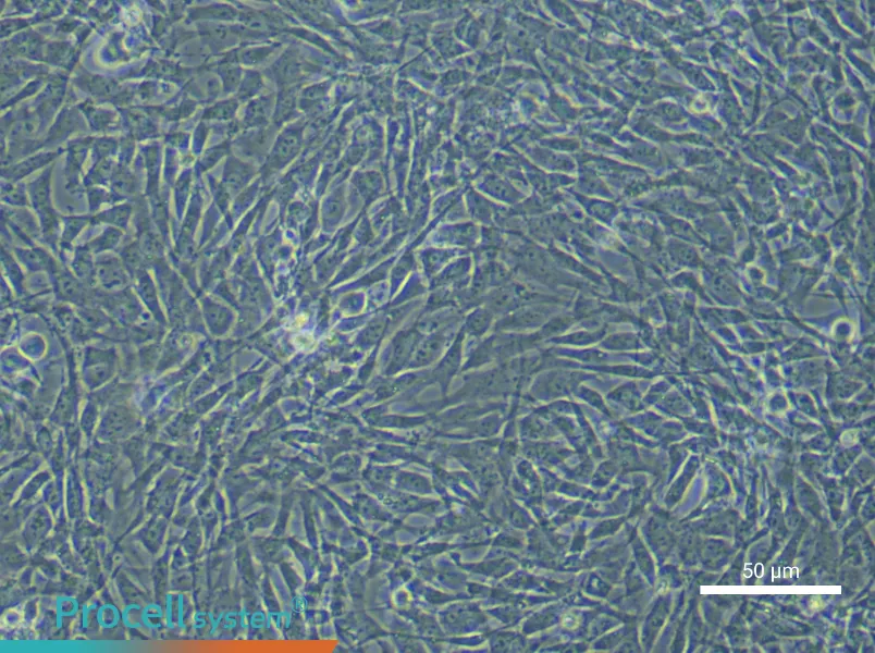 Mouse Bone Marrow Mesenchymal Stem (Primary cell immortalization) Cell Complete Medium - small - 6