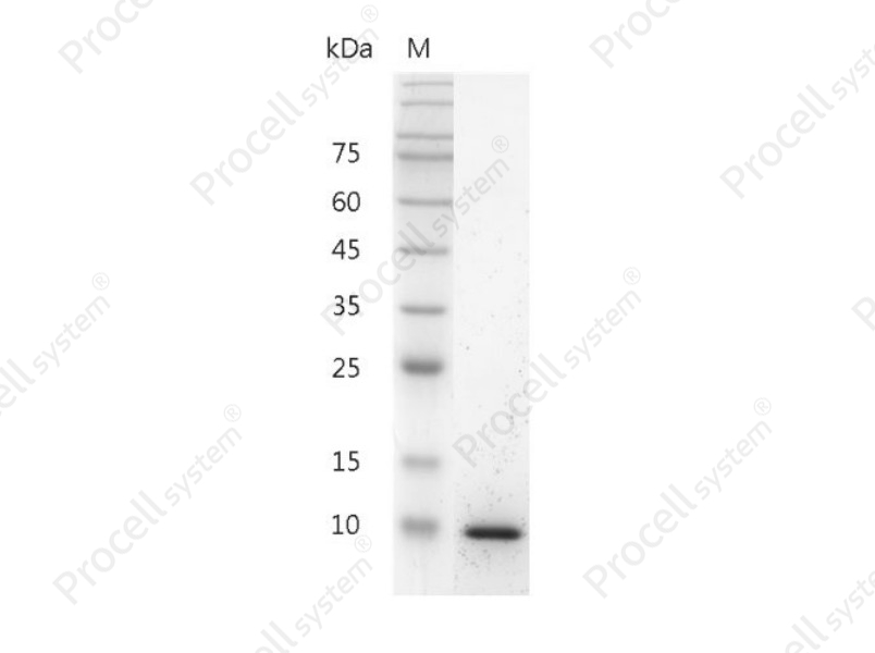 IL-13/P600, Mouse, Recombinant