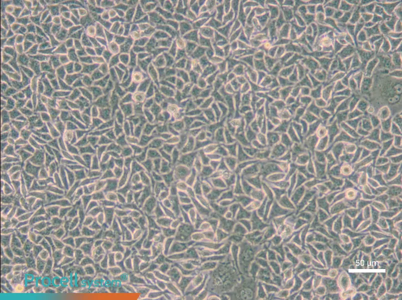 B82 Cell Complete Medium - small - 5