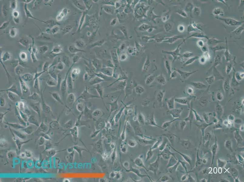 HBE135-E6E7 Cell Complete Medium - small - 6