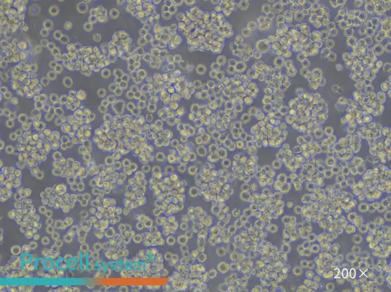 Jurkat, Clone E6-1 Cell Complete Medium - small - 6