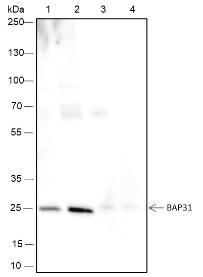 Recombinant BAP31 Monoclonal Antibody-searchlist-1