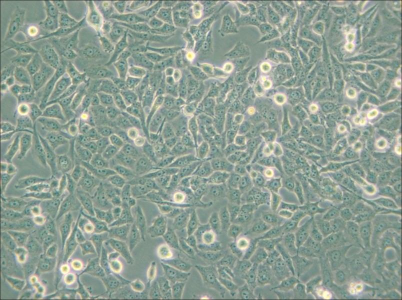 NCI-H157 Cell Complete Medium - 5