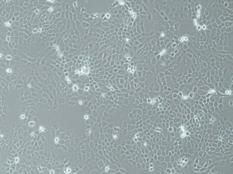 A-253 Cell Complete Medium - 2