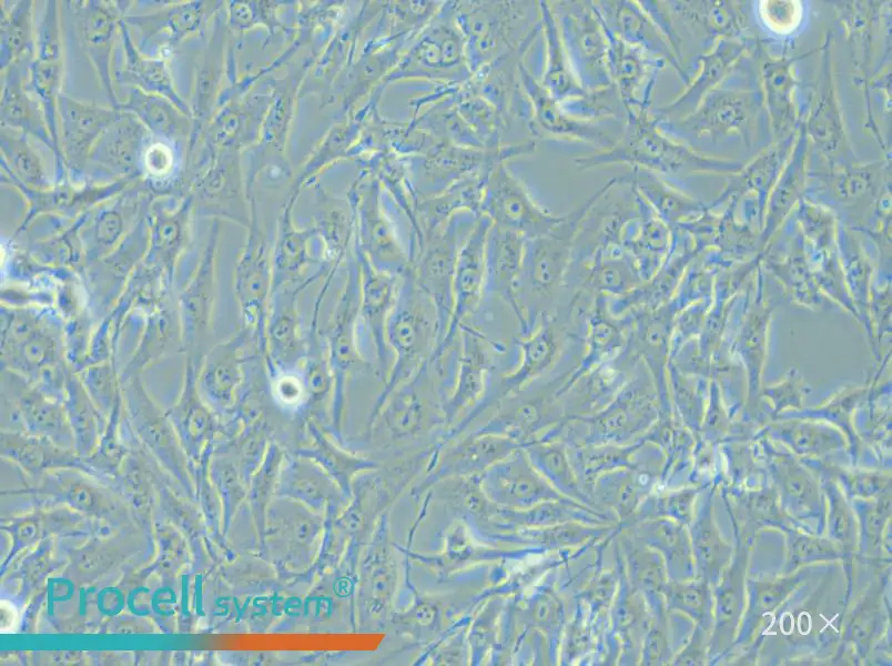 MG-63 Cell Complete Medium - small - 6